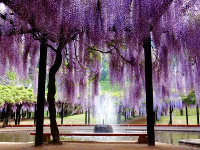 🌸 시라이 오마치 등나무 공원(시라이 오마치 후지코엔) 이미지 1